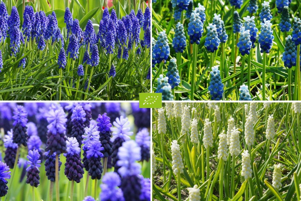 Muscari Mix Blau-Weiss 