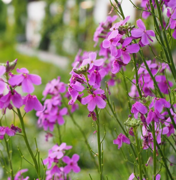 Nachtviole (Hesperis matronalis)