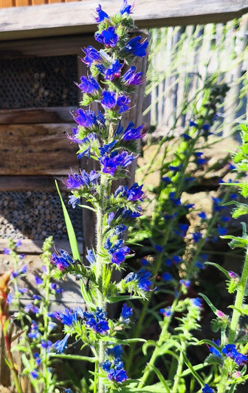 Gewöhnlicher Natternkopf (Echium vulgare)