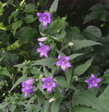 Nesselblättrige Glockenblume (Campanula trachelium)