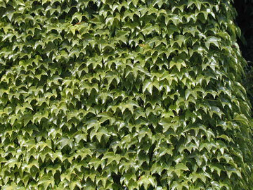 Selbstklimmender Wein (Parthenocissus tricuspidata Veitchii)