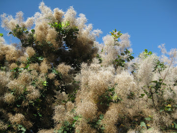 Perückenstrauch (Cotinus coggygria)