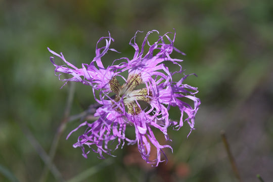 Prachtnelke (Dianthus superbus)