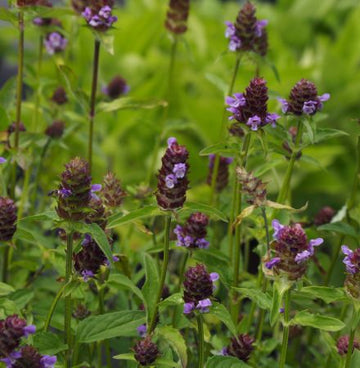 Kleine Braunelle (Prunella vulgaris) 