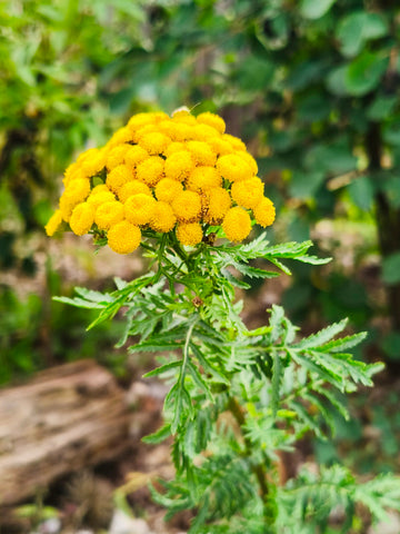 Rainfarn (Tanacetum vulgare)