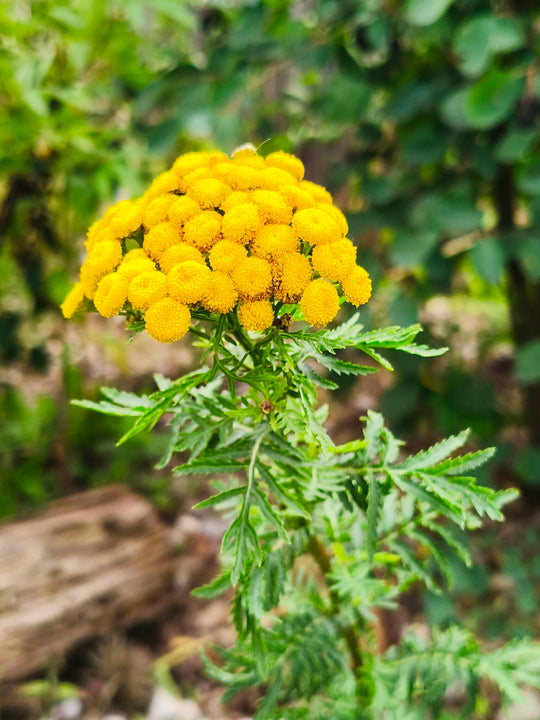 Rainfarn (Tanacetum vulgare)