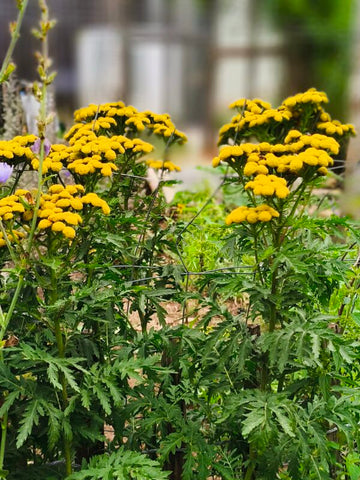 Rainfarn (Tanacetum vulgare)