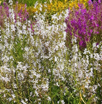 Ruten-Weiderich ' White Swirl' (Lythrum virgatum ' White Swirl') 