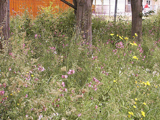 Schattsaum ohne Gräser SPEZIAL (100g)