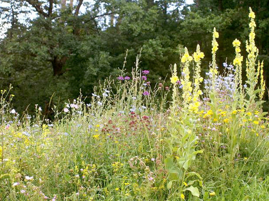 Schmetterlings-/Wildbienensaum SPEZIAL (100g)