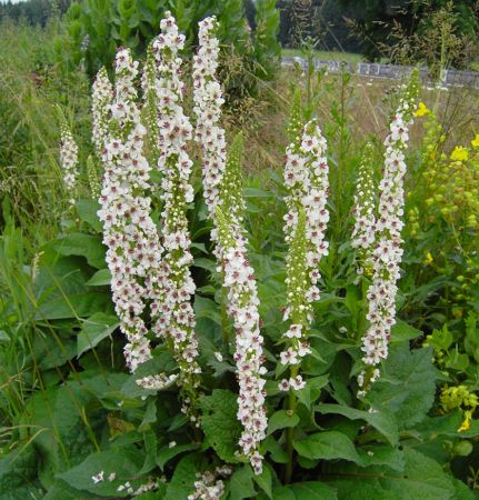 Schwarze Königskerze "Album" (Verbascum nigrum