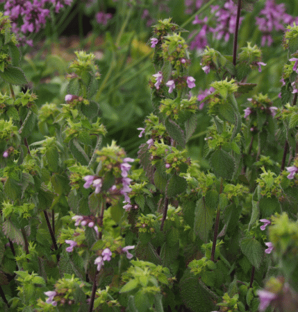 Schwarznessel (Ballota nigra) 