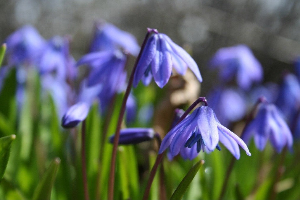 Sibirischer Blaustern (Scilla Siberica)