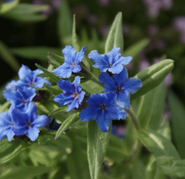 Steinsame (Aegonychon purpurocaerulea) 