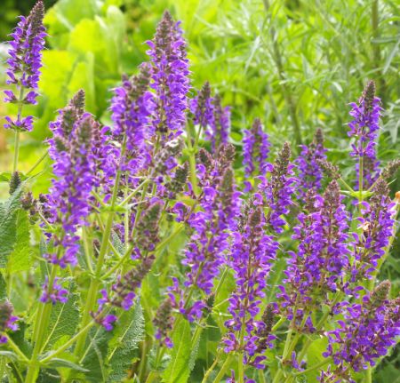 Steppen-Salbei (Salvia nemorosa) 