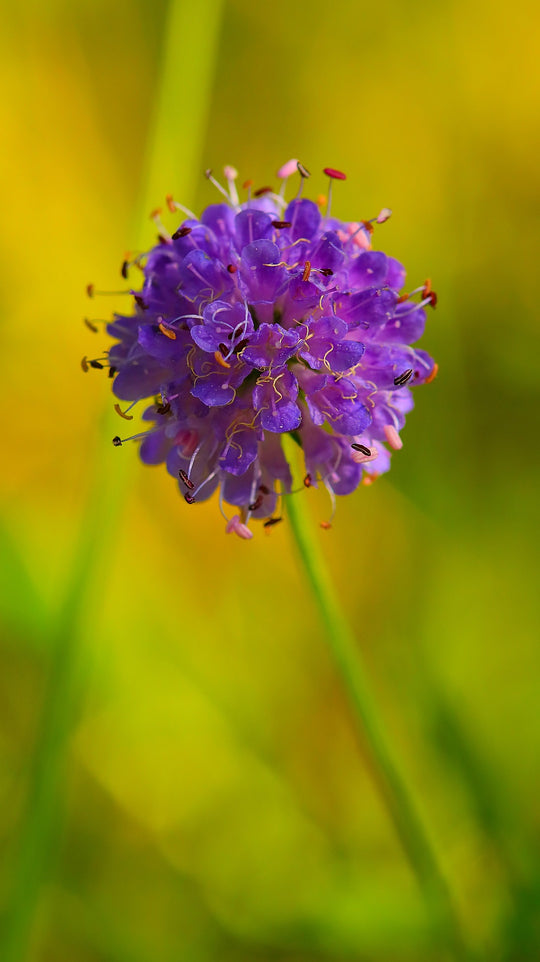 Gewöhnlicher Teufelsabbiss (Succisa pratensis)
