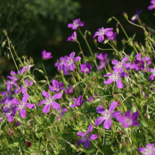 Sumpf-Storchschnabel (Geranium palustre) 