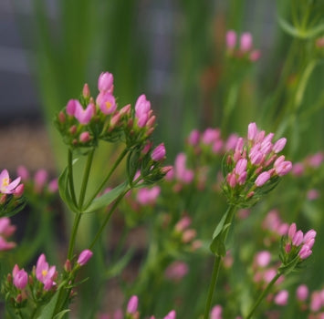 Tausendgüldenkraut (Centaurium erythraea)