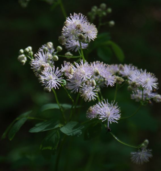 Akeleiblättrige Wiesenraute "Album"2