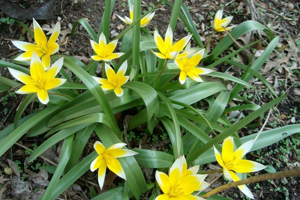 Tulipa Tarda 