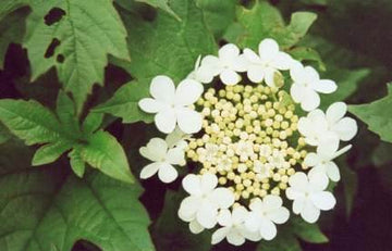 Zwerg-Schneeball "Compactum" (Viburnum opulus)