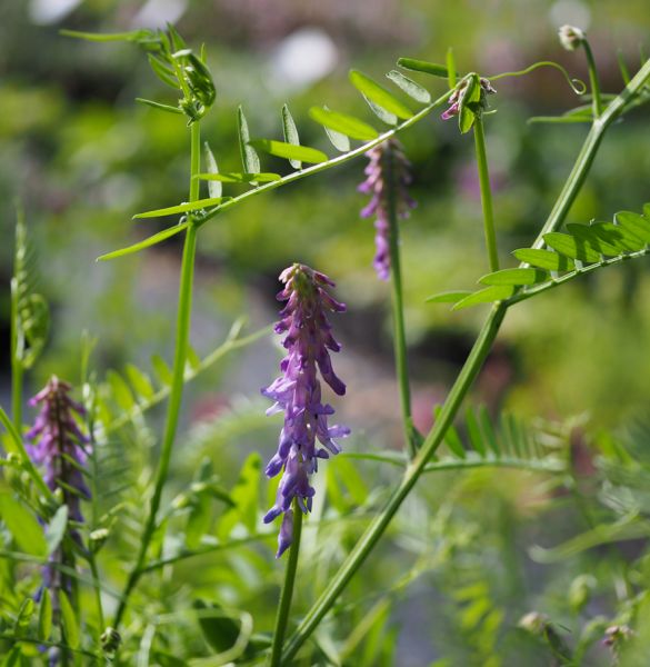 Vogelwicke (Vicia cracca) 