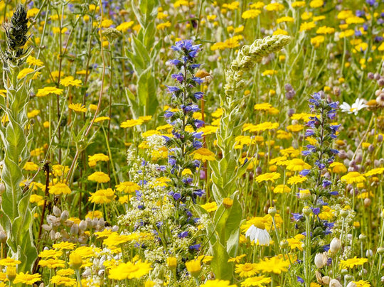 Wärmeliebender Saum SPEZIAL (100 g)