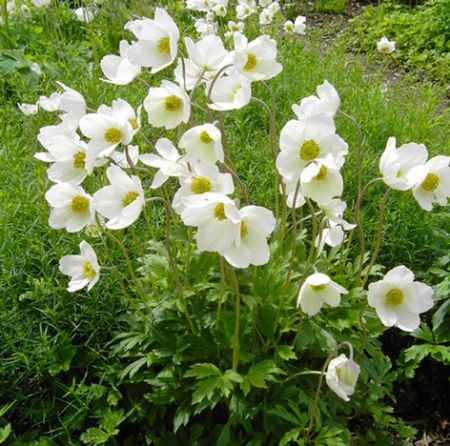 Wald-Anemone, Großes Windröschen (Anemone sylvestris)