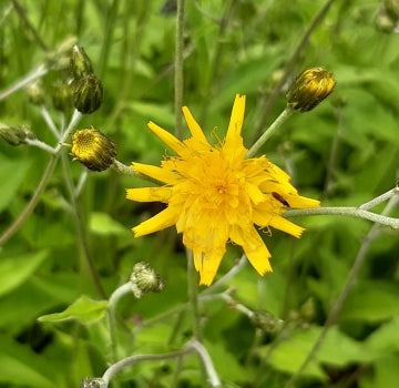 Wald-Habichtskraut (Hieracium sylvaticum)