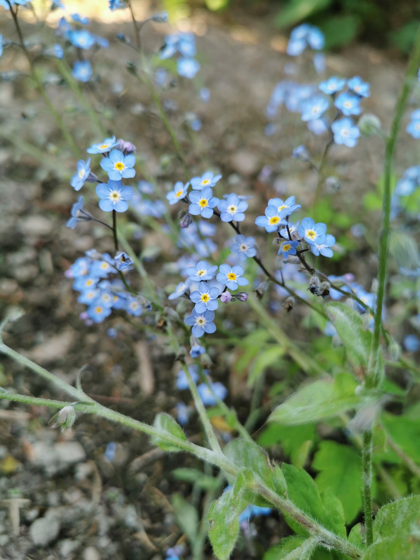 Wald-Vergißmeinnicht (Myosotis sylvatica)