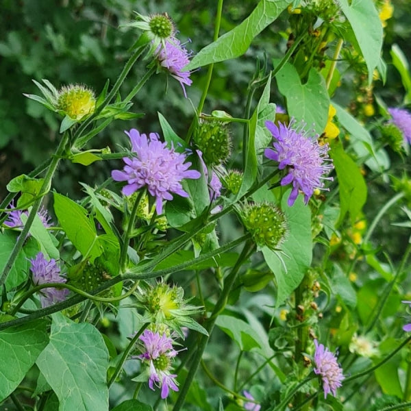 Wald-Witwenblume (Knautia dipsacifolia, sylvatica)