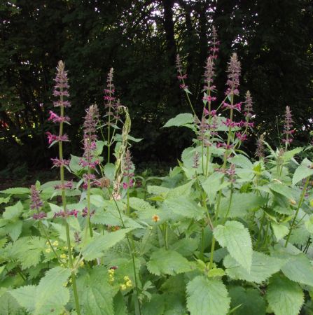 Wald-Ziest (Stachys sylvatica) 