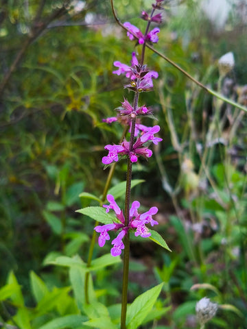 Wald-Ziest (Stachys sylvatica)