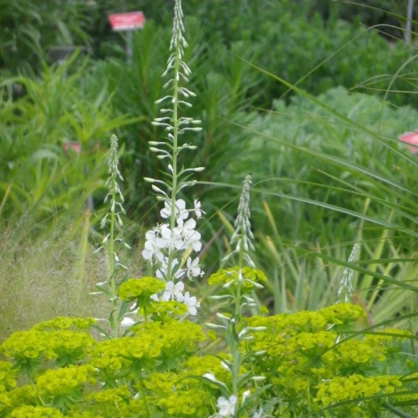 Weißer Mauerpfeffer (Sedum album)