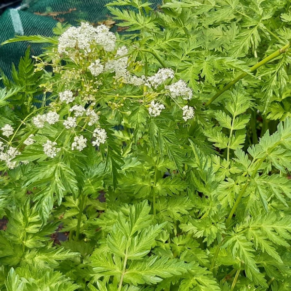 Wiesen-Kerbel (Anthriscus sylvestris)