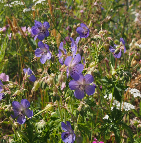 Wiesen-Storchschnabel (Geranium pratense)