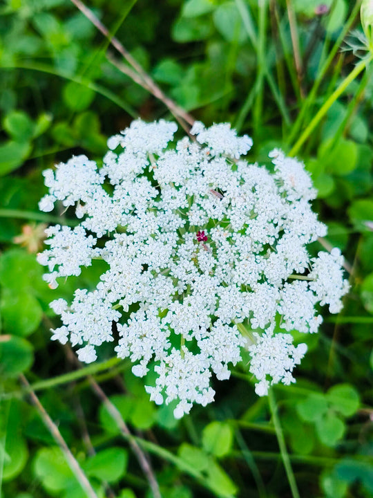 Wilde Möhre (Daucus carota)