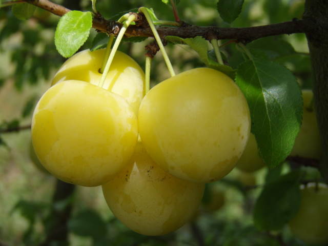 Wildpflaume, Wilde Mirabelle (Prunus cerasifera)