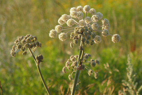 Wilde Engelwurz (Angelica sylvestris)