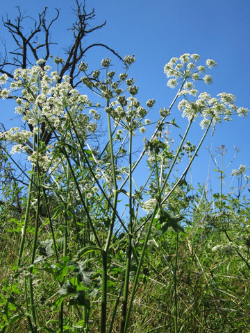 Wiesen-Bärenklau (Heracleum sphondylium) 