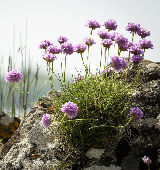 Gewöhnliche Grasnelke (Armeria maritima)