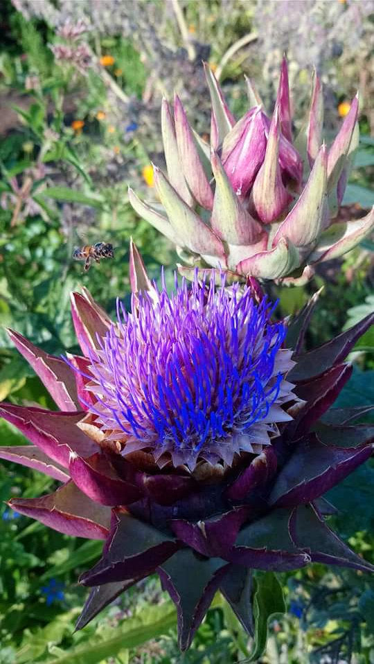 Artischocke (Cynara cardunculus)
