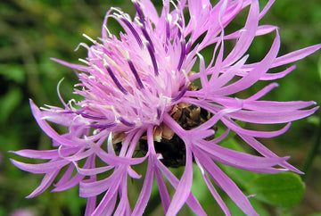 Wiesen-Flockenblume (Centaurea jacea)