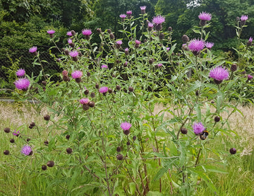 Dunkle Flockenblume (Centaurea nigra)