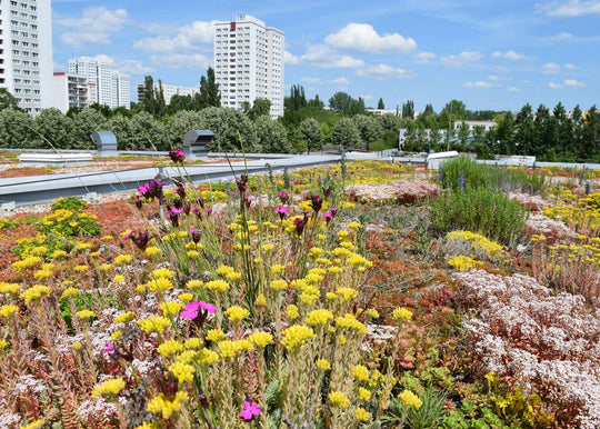 Dachbegrünung-Saatgut ohne Gräser (100g)