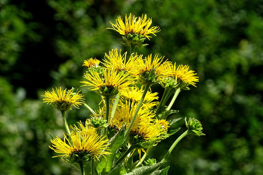 Echter Alant (Inula helenium)
