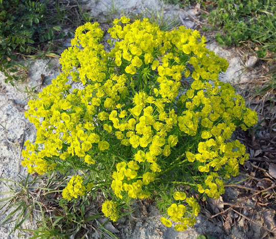 Zypressen-Wolfsmilch (Euphorbia cyparissias)