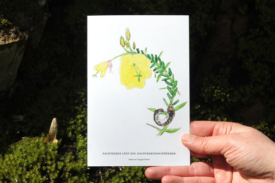 Nachtkerze lädt ein: Nachtkerzenschwärmer