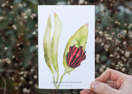 Süßdolde lädt ein: Streifenwanze