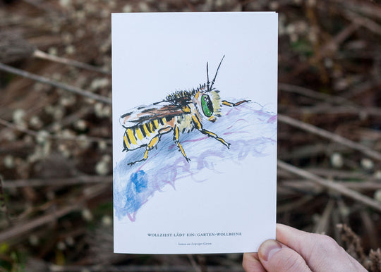 Wollziest lädt ein: Garten-Wollbiene